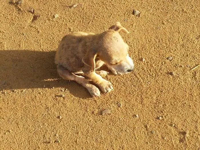 Cachorro raça vira lata idade Abaixo de 2 meses nome peladeira