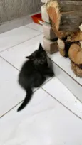 Tufinho