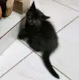 Tufinho