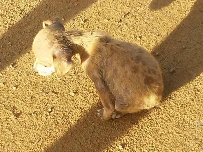 Cachorro raça vira lata idade Abaixo de 2 meses nome peladeira