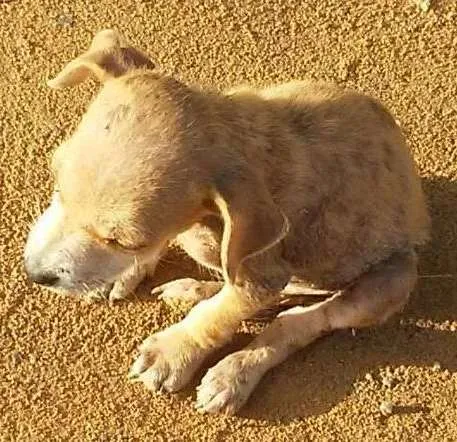 Cachorro raça vira lata idade Abaixo de 2 meses nome peladeira