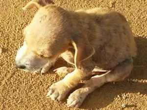 Cachorro raça vira lata idade Abaixo de 2 meses nome peladeira