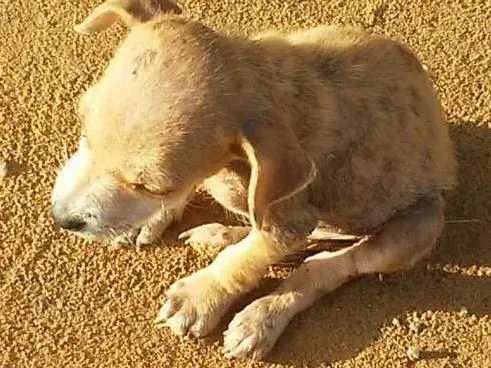 Cachorro raça vira lata idade Abaixo de 2 meses nome peladeira