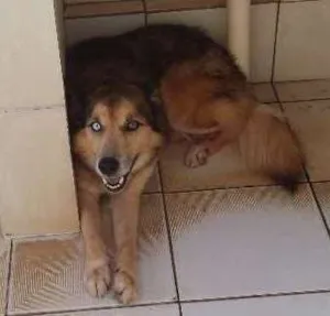 Cachorro raça Rusk idade 5 anos nome Dido