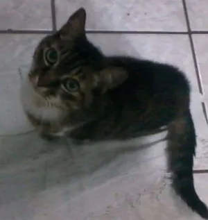Gato raça  idade 6 ou mais anos nome Princesa