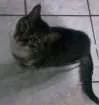 Gato raça  idade 6 ou mais anos nome Princesa