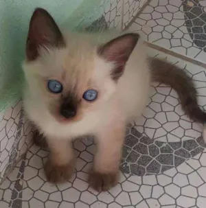 Gato raça SRD idade Abaixo de 2 meses nome Gabi