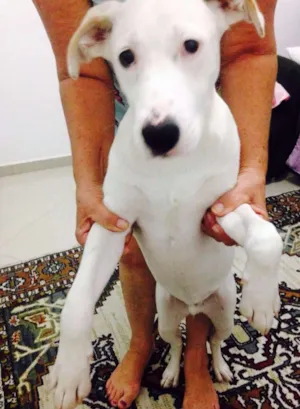Cachorro raça Sem raça definida idade 7 a 11 meses nome Pollar