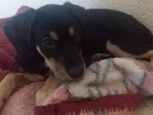 Cachorro ra a Vira lata idade 2 a 6 meses nome Yumi