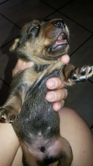 Cachorro raça srd idade Abaixo de 2 meses nome sem nomes