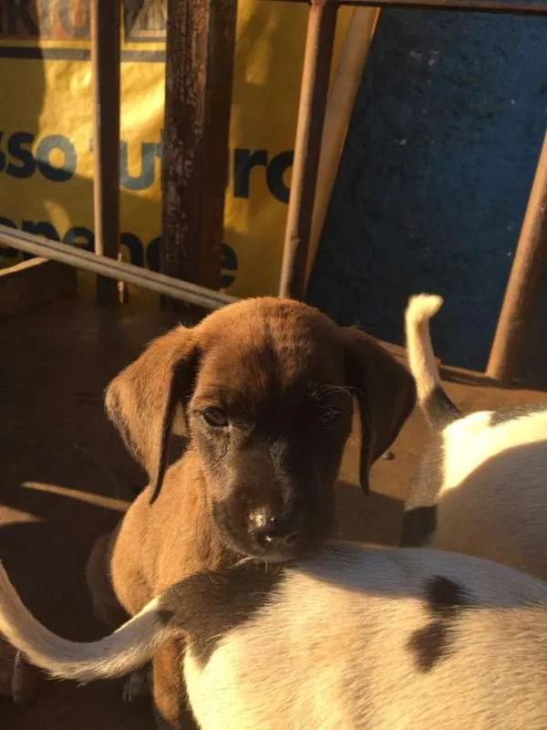 Cachorro ra a Cão de rua idade 2 a 6 meses nome Sem nome