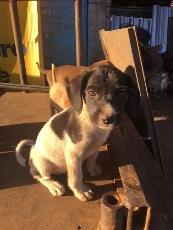 Cachorro ra a Cão de rua idade 2 a 6 meses nome Sem nome