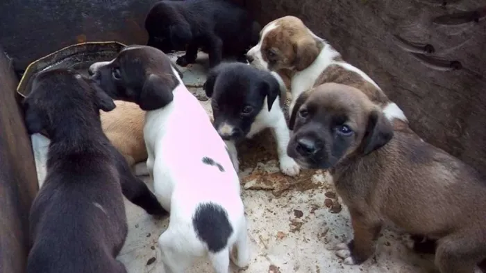 Cachorro ra a Cão de rua idade 2 a 6 meses nome Sem nome