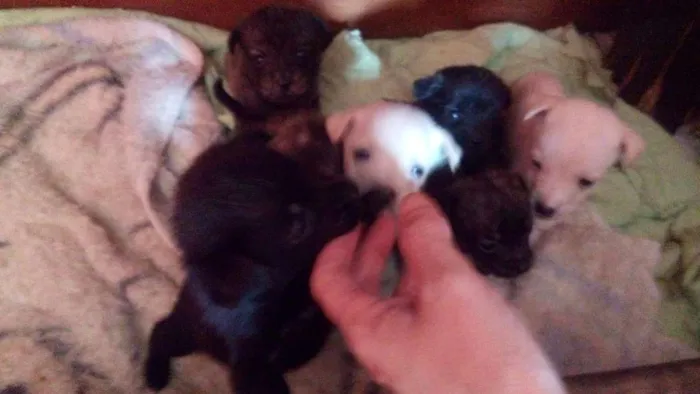 Cachorro ra a Indefinido idade 2 a 6 meses nome Sem nome