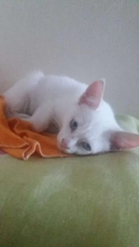 Gato ra a SRD idade Abaixo de 2 meses nome Sem nome