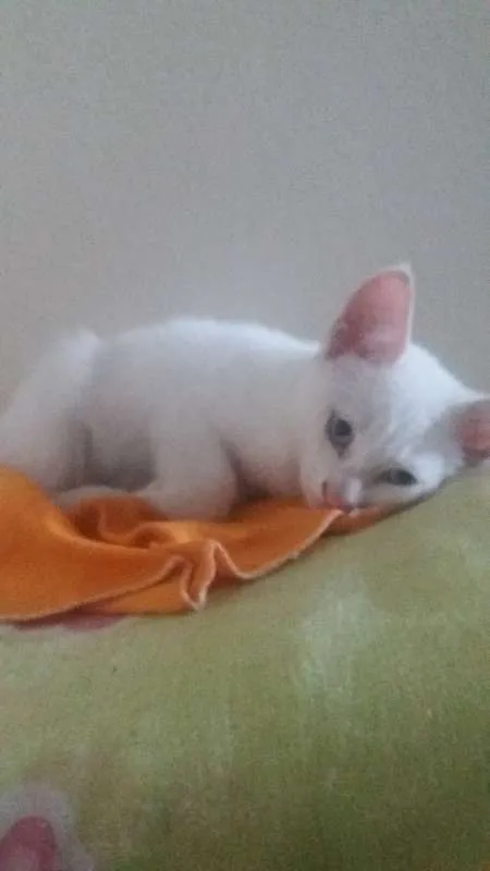 Gato ra a SRD idade Abaixo de 2 meses nome Sem nome