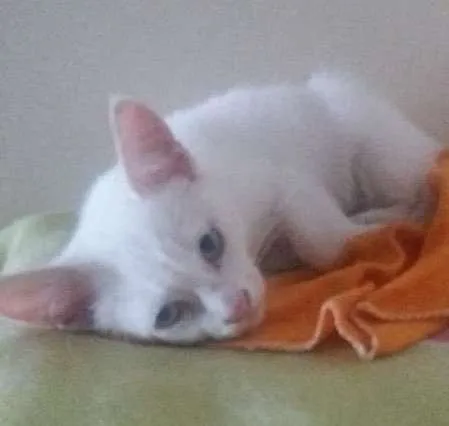 Gato ra a SRD idade Abaixo de 2 meses nome Sem nome