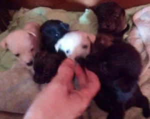 Cachorro raça Indefinido idade 2 a 6 meses nome Sem nome