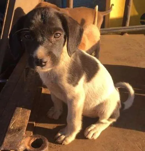 Cachorro ra a Cão de rua idade 2 a 6 meses nome Sem nome