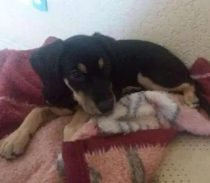 Cachorro raça Vira lata idade 2 a 6 meses nome Yumi