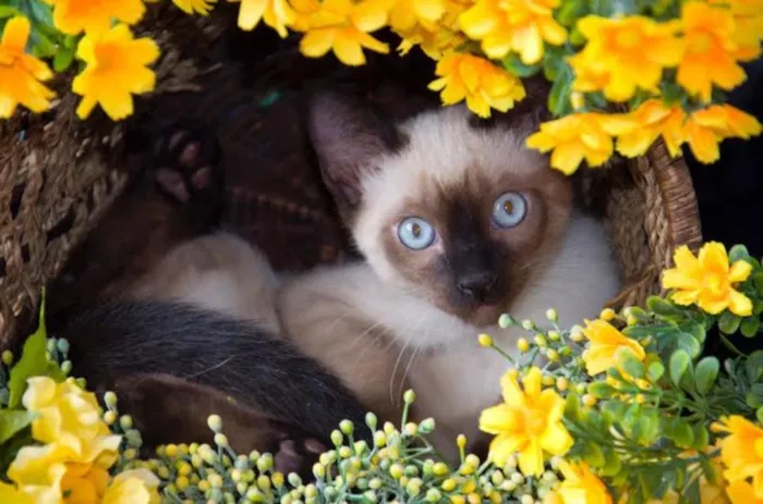 Gato ra a Siamês idade 2 a 6 meses nome Nutella