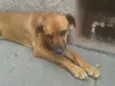 Teca