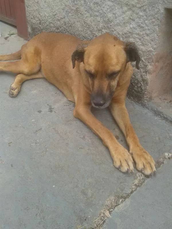 Cachorro ra a SRD idade 6 ou mais anos nome Teca