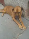 Teca