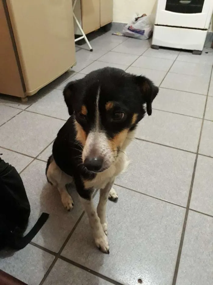 Cachorro ra a Vila-lata idade 5 anos nome Abacuqui