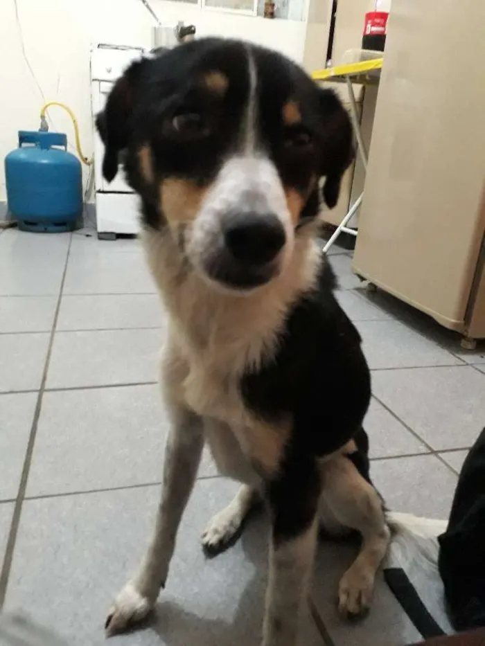 Cachorro ra a Vila-lata idade 5 anos nome Abacuqui