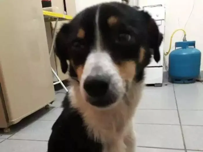 Cachorro ra a Vila-lata idade 5 anos nome Abacuqui