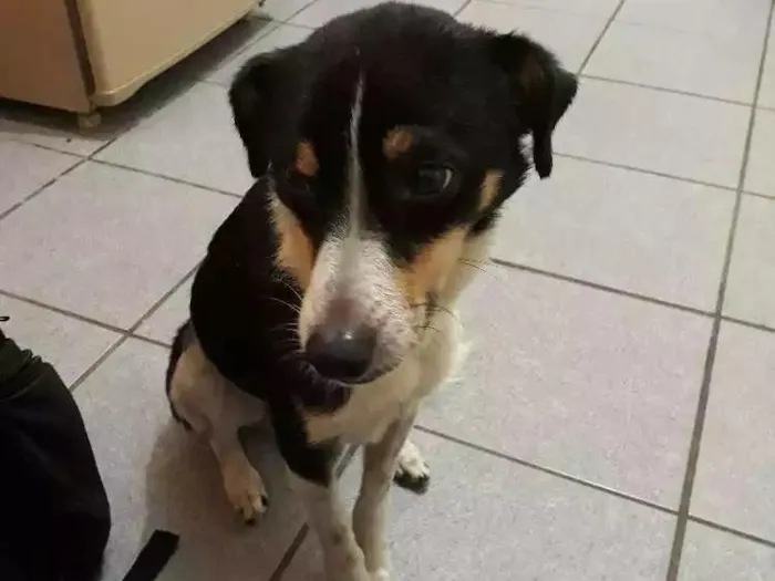 Cachorro ra a Vila-lata idade 5 anos nome Abacuqui