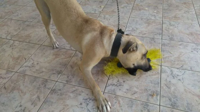 Cachorro raça Não definida idade 1 ano nome Dorinha