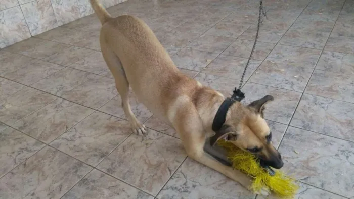 Cachorro raça Não definida idade 1 ano nome Dorinha
