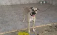 Dorinha