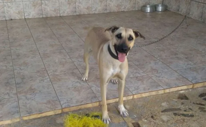 Cachorro raça Não definida idade 1 ano nome Dorinha