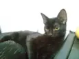 Marcie