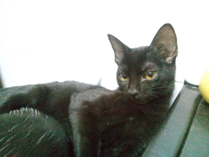 Gato ra a SRD idade 1 ano nome Marcie