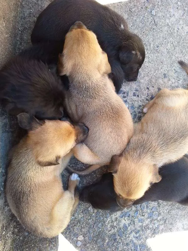 Cachorro raça vira lata idade Abaixo de 2 meses nome não tem