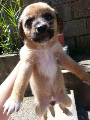 Cachorro raça vira lata idade Abaixo de 2 meses nome não tem