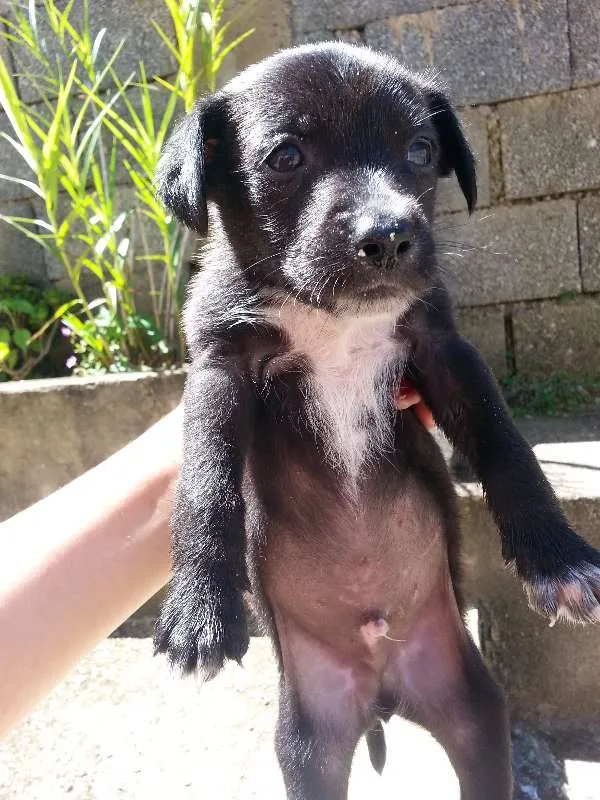 Cachorro raça vira lata idade Abaixo de 2 meses nome não tem
