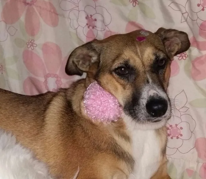 Cachorro ra a Pastor com LABRADOR idade 2 anos nome Duquesa