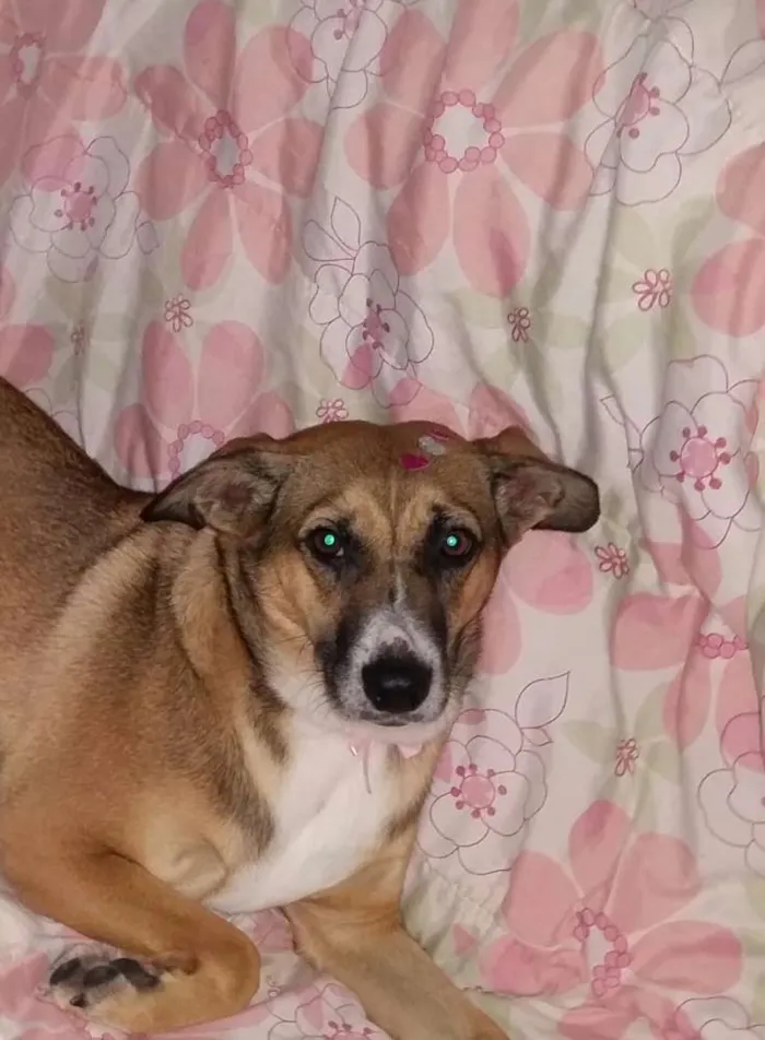 Cachorro ra a Pastor com LABRADOR idade 2 anos nome Duquesa