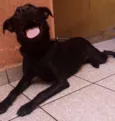 Cachorro raça vira-lata idade 7 a 11 meses nome amora