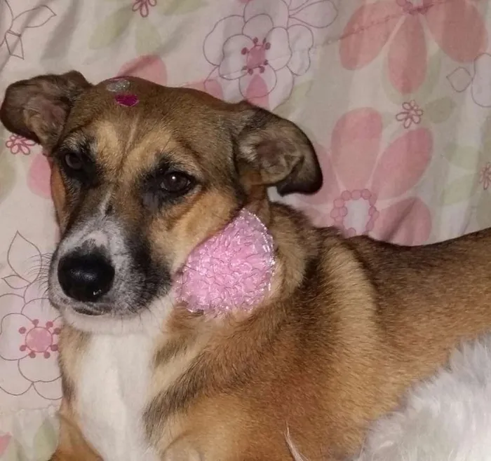 Cachorro ra a Pastor com LABRADOR idade 2 anos nome Duquesa