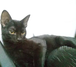 Gato raça SRD idade 1 ano nome Marcie