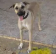 Dorinha