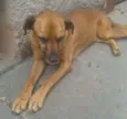 Teca