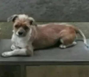 Cachorro raça SRD idade 5 anos nome Paçoca