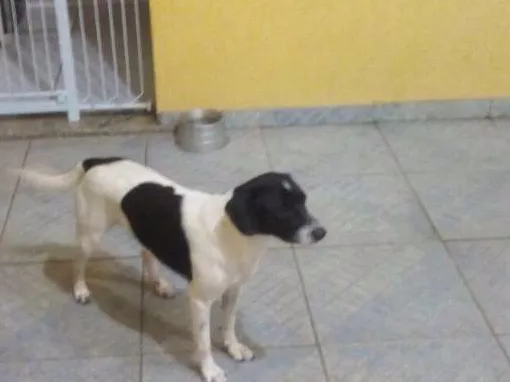 Cachorro ra a Vira lata idade 2 anos nome Billy